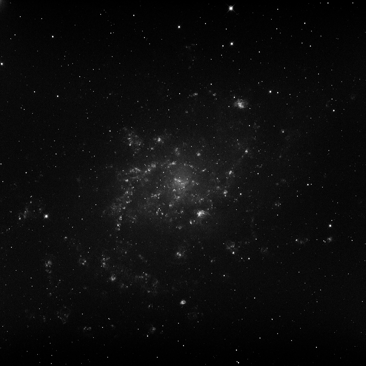 M33 in H-alpha